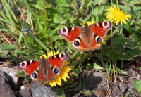 паўлінава вока