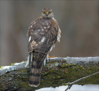 Sparrowhawk