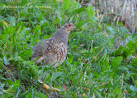 шэрая курапатка