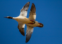 Большие крохали.