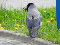 шэрая варона