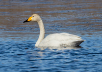 Лебедь-кликун.