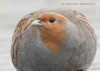 шэрая курапатка