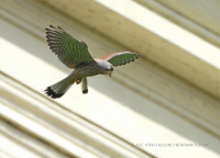 сокал-пустальга