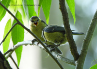 сінія сініцы