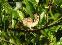 палявы верабей