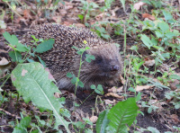 белагруды вожык