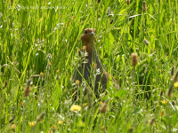 шэрая курапатка