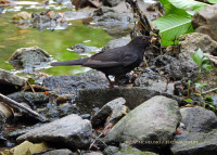 чорны дрозд