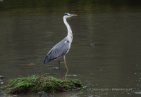 шэрая чапля