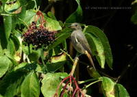 рудахвостка-чарнушка