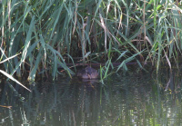 Малая поганка