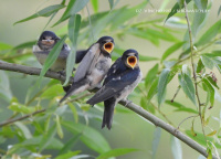 вясковая ластаўка