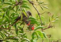 рудахвостка-чарнушка