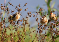 Черноголовые щеглы.
