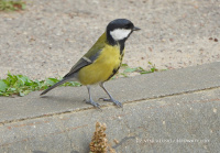 вялікая сініца