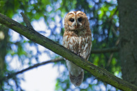 шэрая кугакаўка