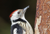 сярэдні дзяцел