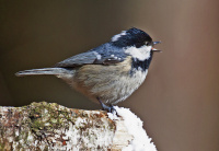 сініца-маскоўка