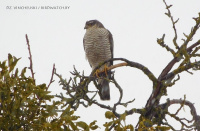 шуляк-карагольчык