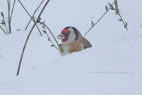 чорнагаловы шчыгел
