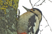 сірыйскі дзяцел