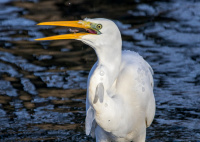 Большая белая цапля.