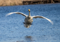 Лебедь-кликун.