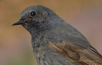 рудахвостка-чарнушка