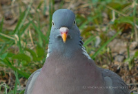 вялікі голуб