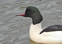 вялікі савук