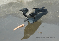 шэрая варона