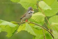 шэрая леска