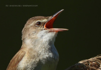 драздовая чаротаўка