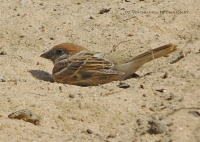 палявы і дамавы вераб'і