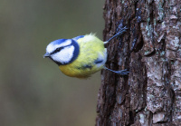 сіняя сініца