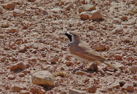 жаўрук Тэмінка