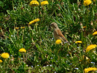 канаплянка