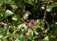 леска-завірушка