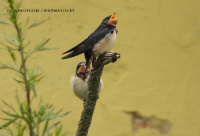 вясковая ластаўка