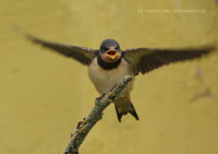 вясковая ластаўка