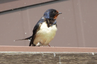 вясковая ластаўка