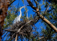Серая цапля.