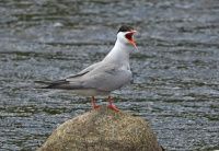 рачная крычка