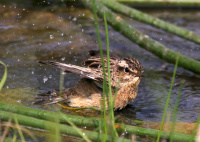 Луговой чекан.