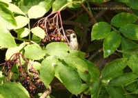 палявы верабей