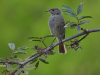 рудахвостка-чарнушка
