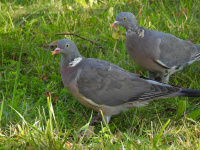 вялікі голуб