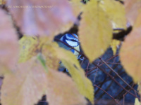 сіняя сініца