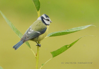 сіняя сініца